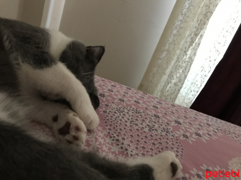 Scottish Fold, Kedi  Moe fotoğrafı