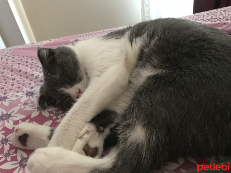 Scottish Fold, Kedi  Moe fotoğrafı