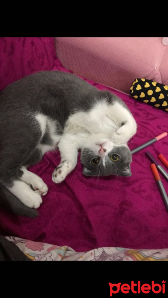 Scottish Fold, Kedi  Moe fotoğrafı