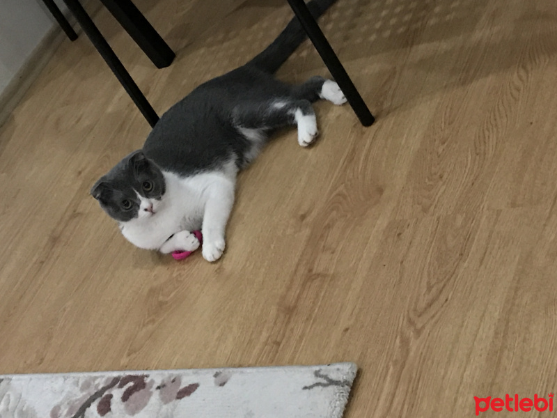 Scottish Fold, Kedi  Moe fotoğrafı