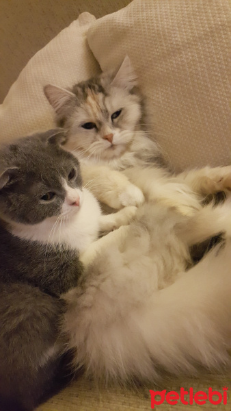 Scottish Fold, Kedi  Moe fotoğrafı