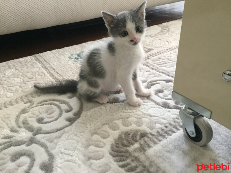 Tekir Kedi, Kedi  Mavi fotoğrafı
