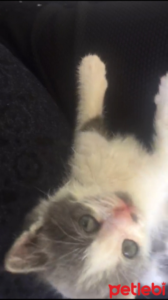 Tekir Kedi, Kedi  Mavi fotoğrafı