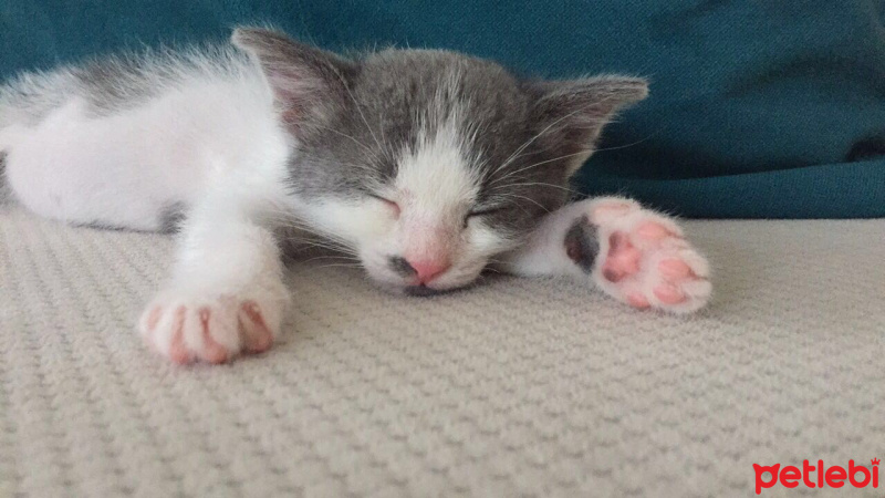 Tekir Kedi, Kedi  Mavi fotoğrafı