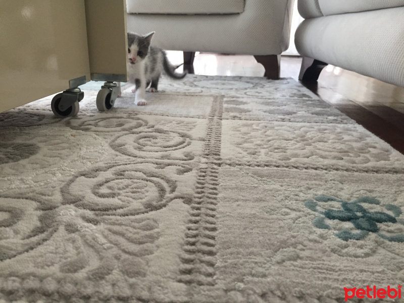 Tekir Kedi, Kedi  Mavi fotoğrafı