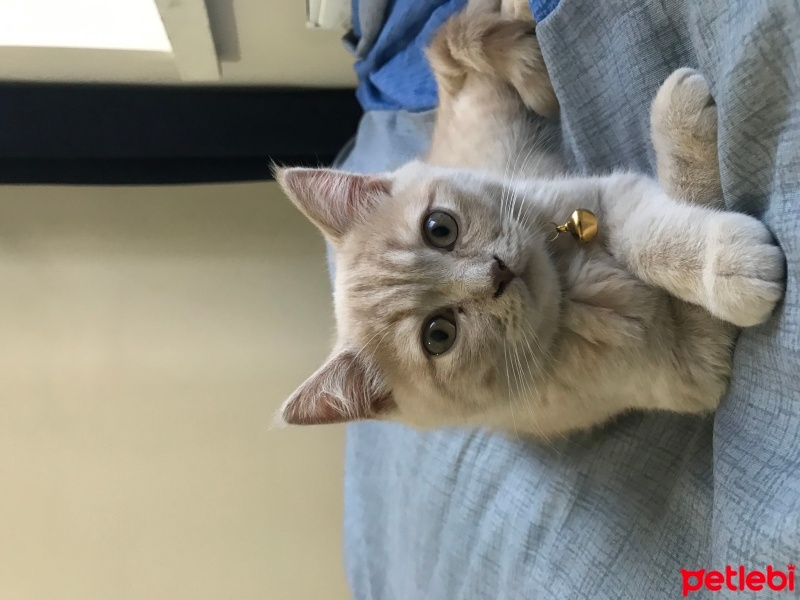 British Shorthair, Kedi  Tarçın fotoğrafı
