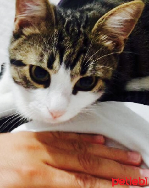 Tekir Kedi, Kedi  Minnoş fotoğrafı