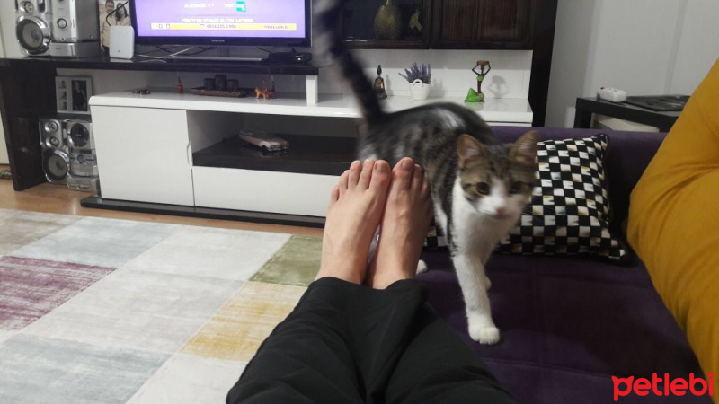 Tekir Kedi, Kedi  Minnoş fotoğrafı