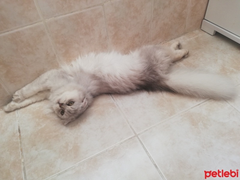 British Shorthair, Kedi  Maya fotoğrafı