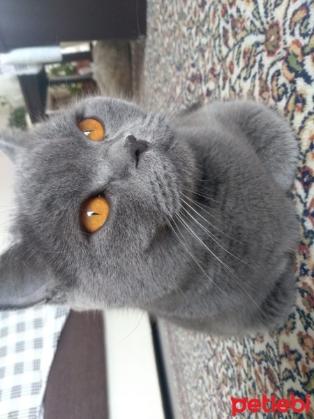 British Shorthair, Kedi  Leyla fotoğrafı