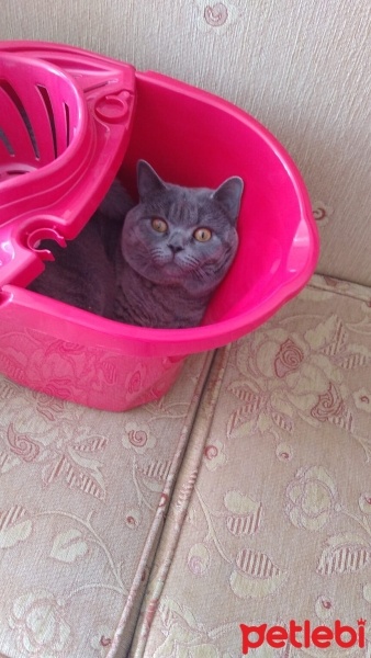 British Shorthair, Kedi  Jesus fotoğrafı