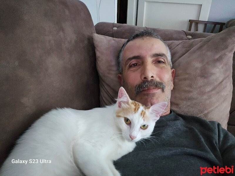 Tekir Kedi, Kedi  Minnoş fotoğrafı