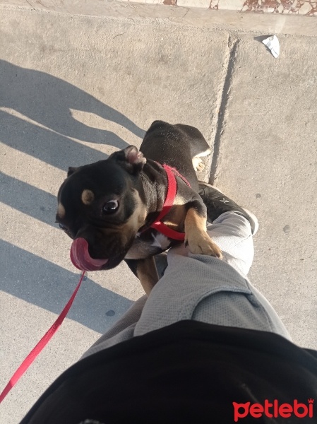 Fransız Bulldog, Köpek  Clara fotoğrafı