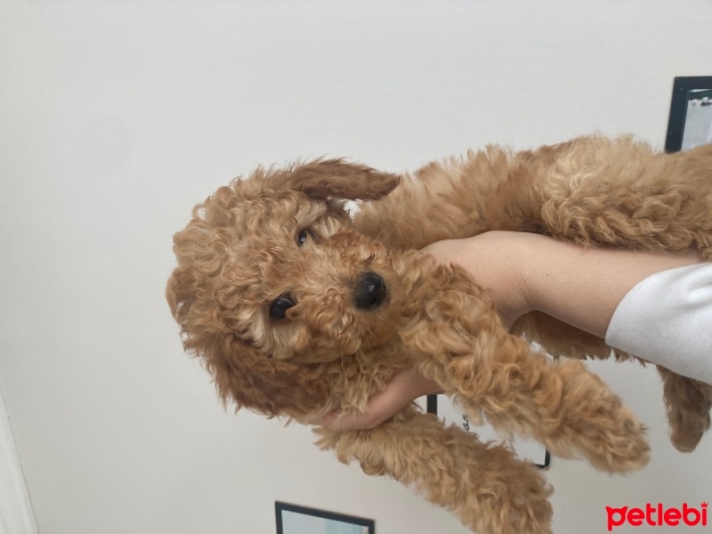 Poodle(Standart Kaniş), Köpek  İsimsiz fotoğrafı