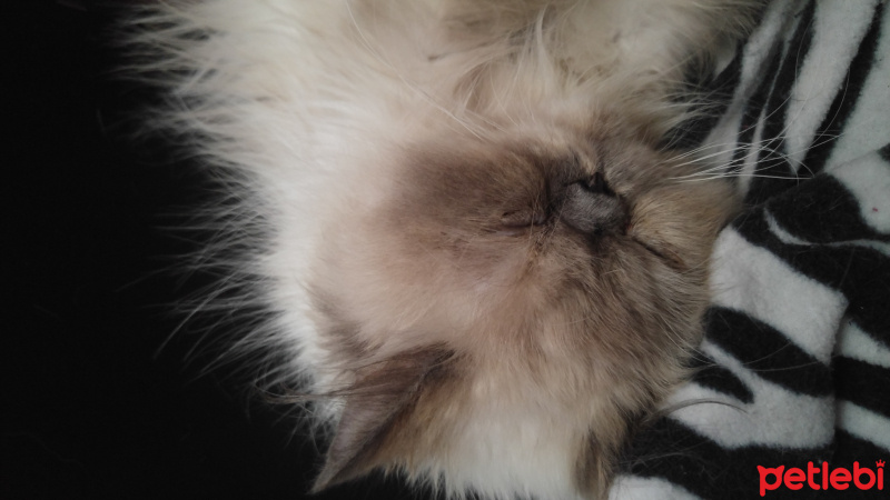 Himalayan, Kedi  Marşi fotoğrafı
