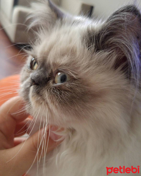 Himalayan, Kedi  Marşi fotoğrafı