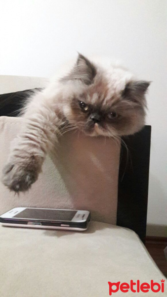Himalayan, Kedi  Marşi fotoğrafı