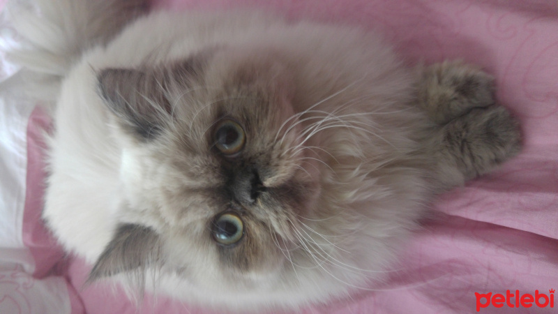 Himalayan, Kedi  Marşi fotoğrafı