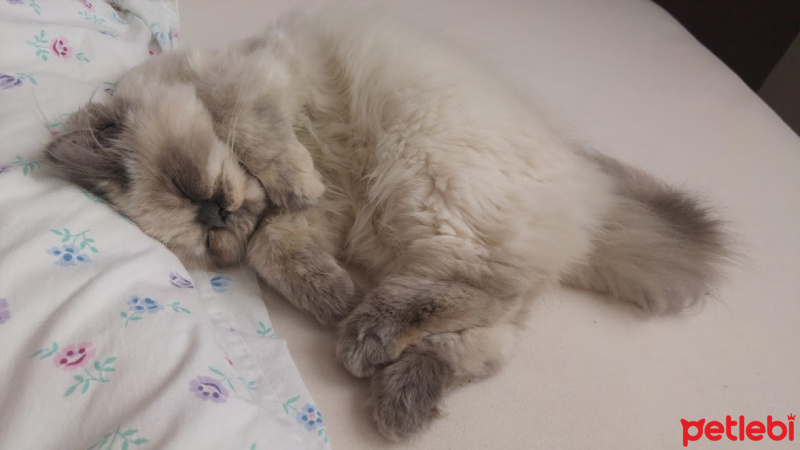 Himalayan, Kedi  Marşi fotoğrafı
