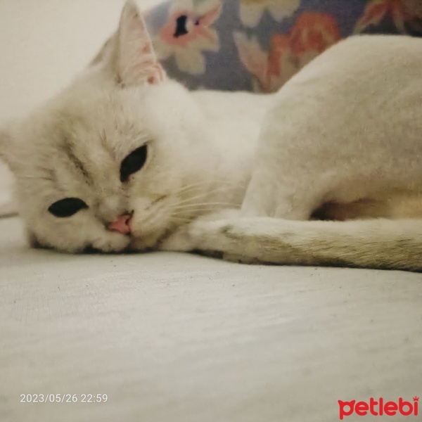 Scottish Fold, Kedi  Maya fotoğrafı