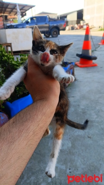 Tekir Kedi, Kedi  Fıstık fotoğrafı