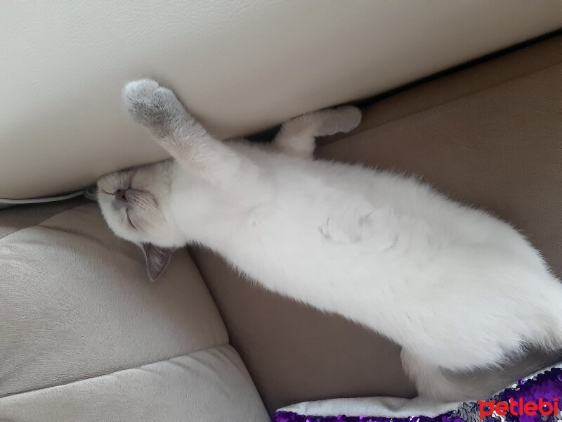 British Shorthair, Kedi  Pamuk fotoğrafı