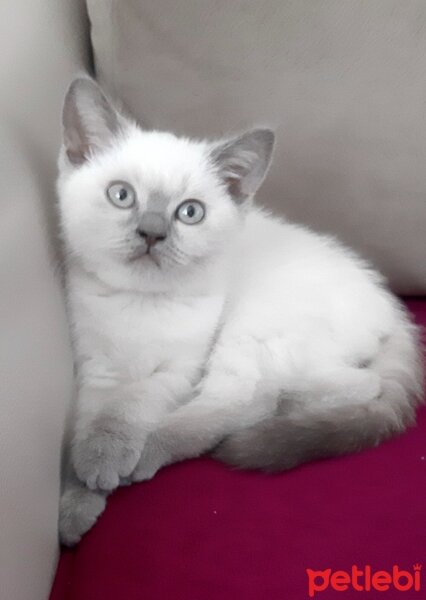 British Shorthair, Kedi  Pamuk fotoğrafı