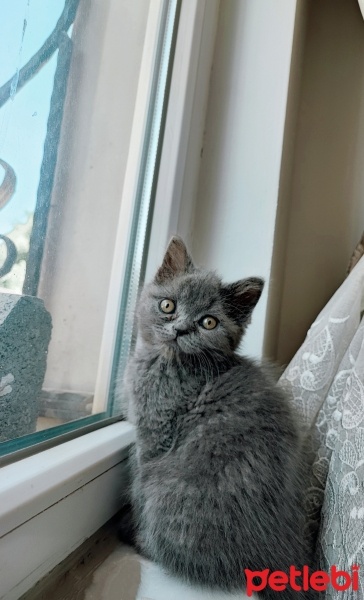 British Shorthair, Kedi  Paticik fotoğrafı