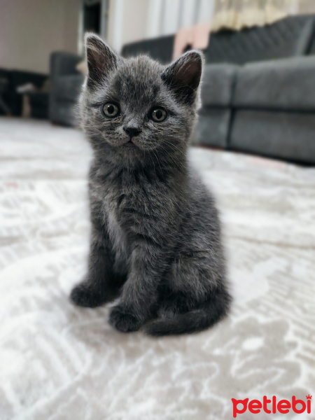 British Shorthair, Kedi  Paticik fotoğrafı