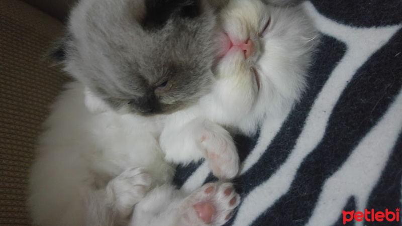 Himalayan, Kedi  Suşi&Bade fotoğrafı
