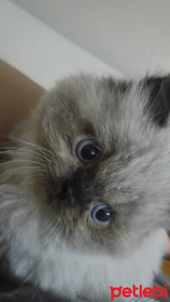 Himalayan, Kedi  Suşi&Bade fotoğrafı