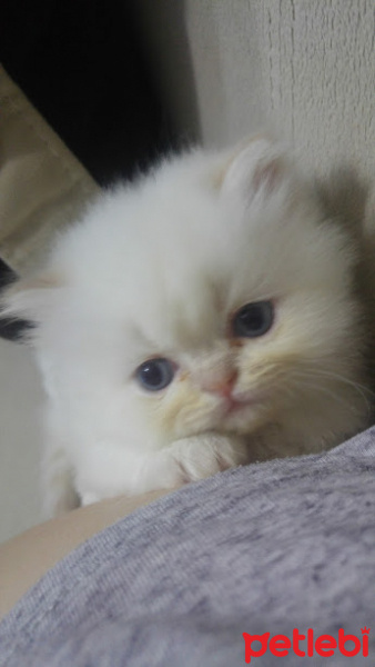 Himalayan, Kedi  Suşi&Bade fotoğrafı