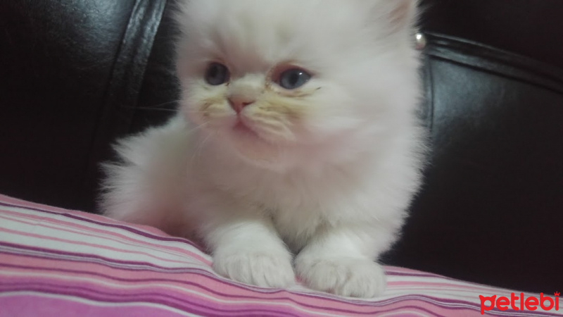 Himalayan, Kedi  Suşi&Bade fotoğrafı