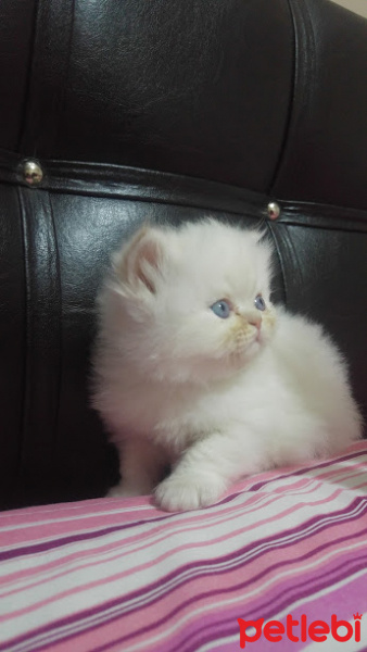 Himalayan, Kedi  Suşi&Bade fotoğrafı