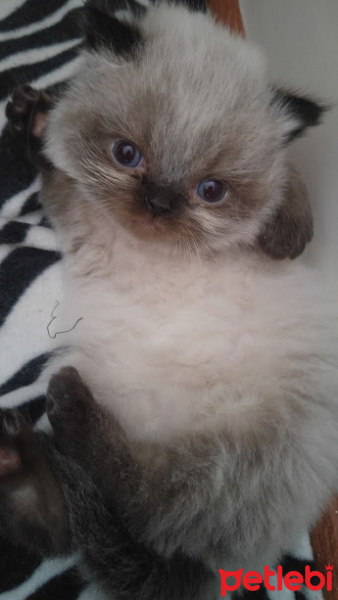 Himalayan, Kedi  Suşi&Bade fotoğrafı