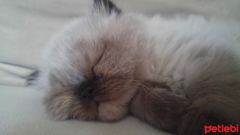 Himalayan, Kedi  Suşi&Bade fotoğrafı