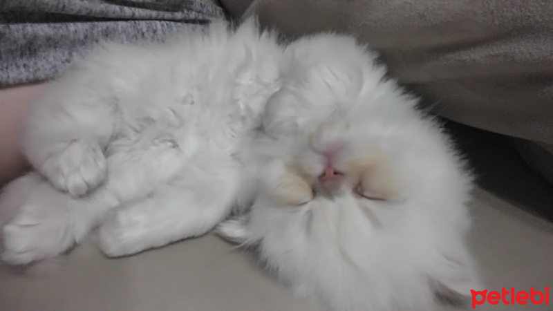 Himalayan, Kedi  Suşi&Bade fotoğrafı