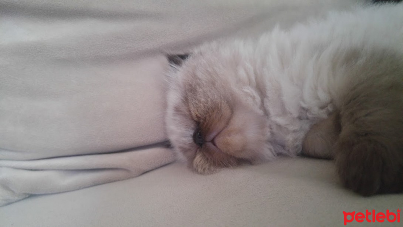 Himalayan, Kedi  Suşi&Bade fotoğrafı