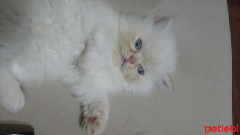 Himalayan, Kedi  Suşi&Bade fotoğrafı