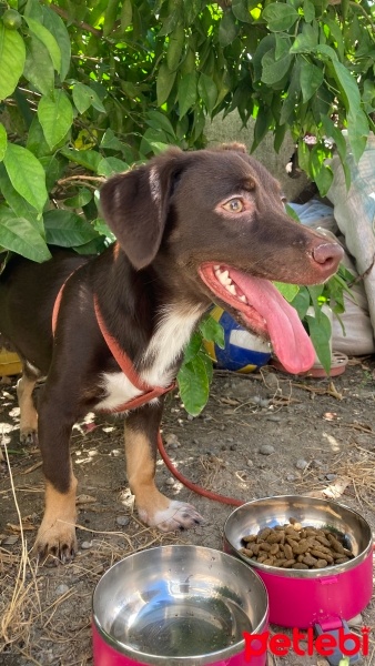 Dachshund (Sosis), Köpek  Miço fotoğrafı