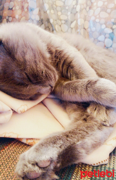 Scottish Fold, Kedi  Can fotoğrafı