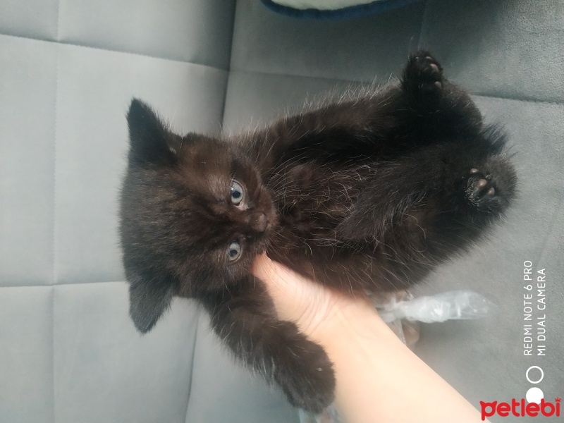 Tekir Kedi, Kedi  Kömür fotoğrafı
