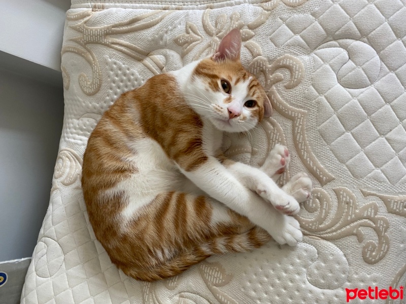 Tekir Kedi, Kedi  Venüs fotoğrafı