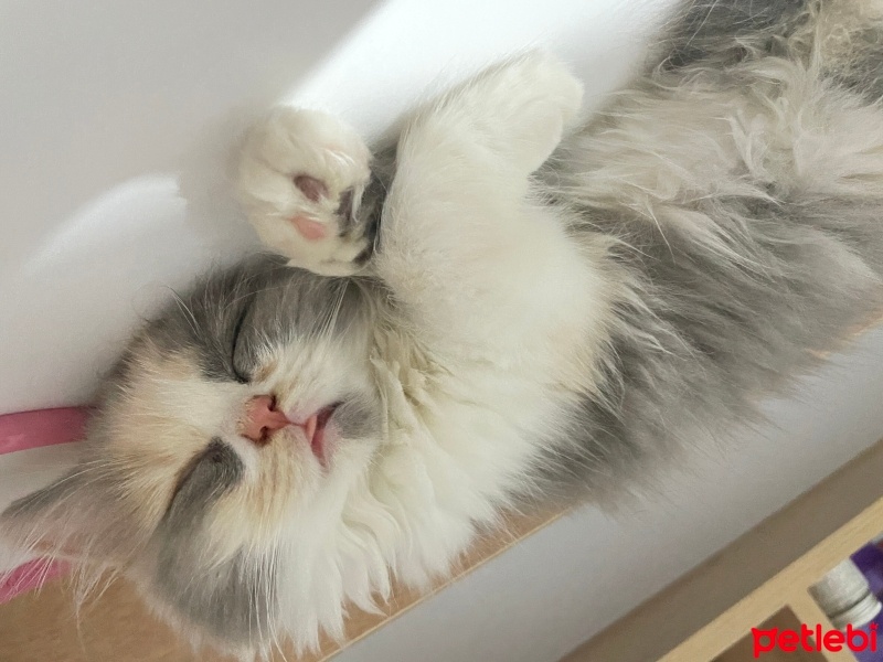 British Longhair, Kedi  Linda fotoğrafı