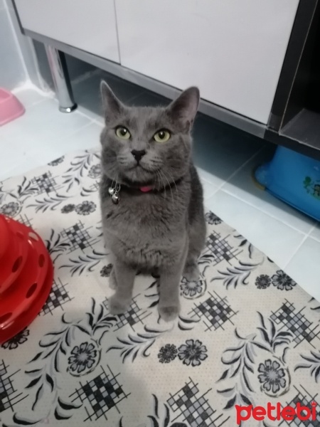 Mavi Rus, Kedi  Mia fotoğrafı