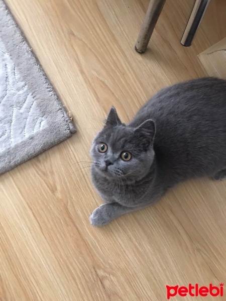 British Shorthair, Kedi  Minnoş fotoğrafı