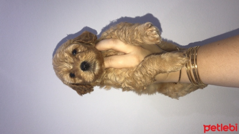 Poodle(Standart Kaniş), Köpek  Tarçın fotoğrafı