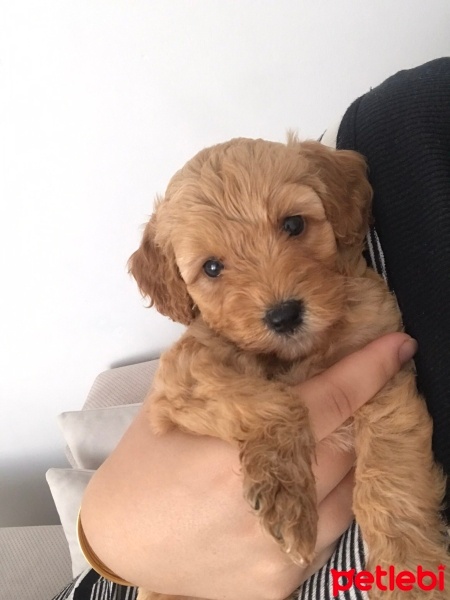 Poodle(Standart Kaniş), Köpek  Tarçın fotoğrafı