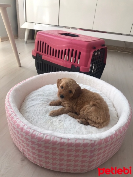Poodle(Standart Kaniş), Köpek  Tarçın fotoğrafı