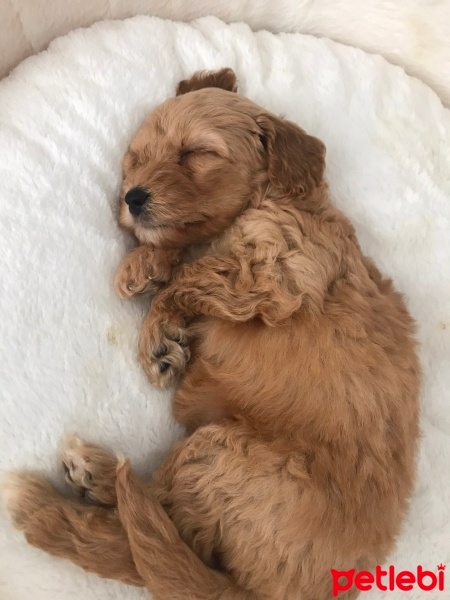 Poodle(Standart Kaniş), Köpek  Tarçın fotoğrafı